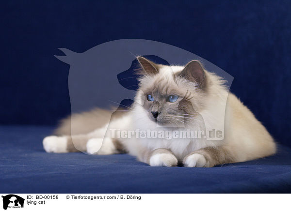 liegende Heilige Birma / lying cat / BD-00158