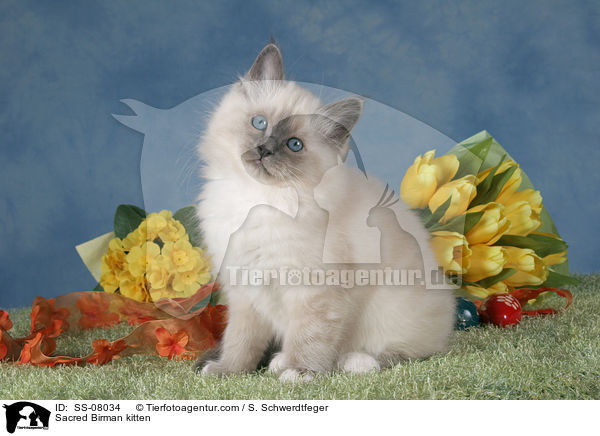 Sacred Birman kitten / SS-08034