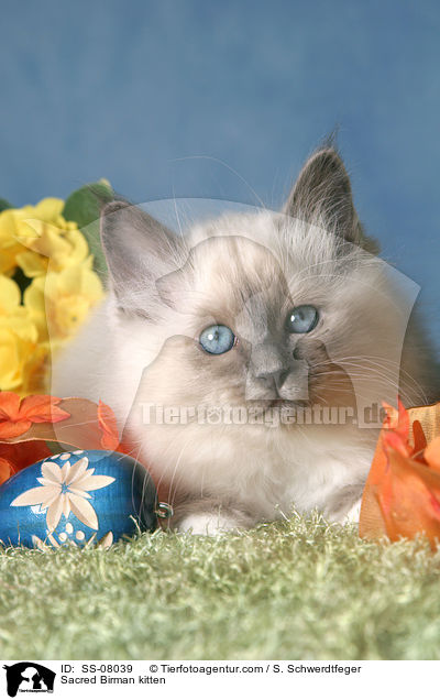 Heilige Birma Ktzchen / Sacred Birman kitten / SS-08039