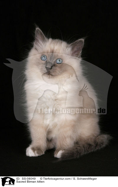 Sacred Birman kitten / SS-08049