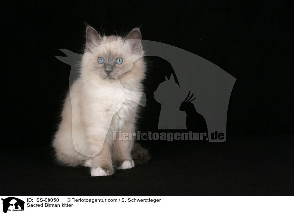 Sacred Birman kitten / SS-08050