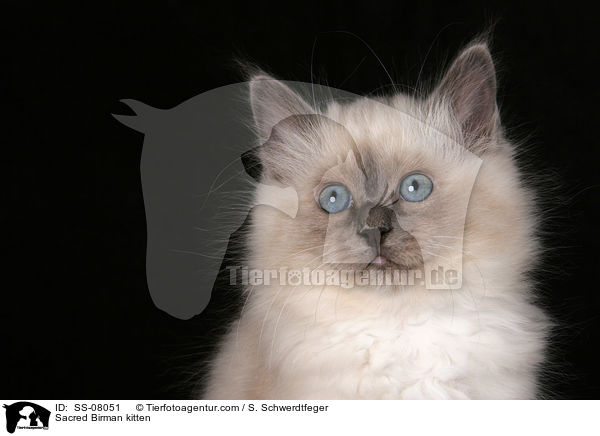 Sacred Birman kitten / SS-08051
