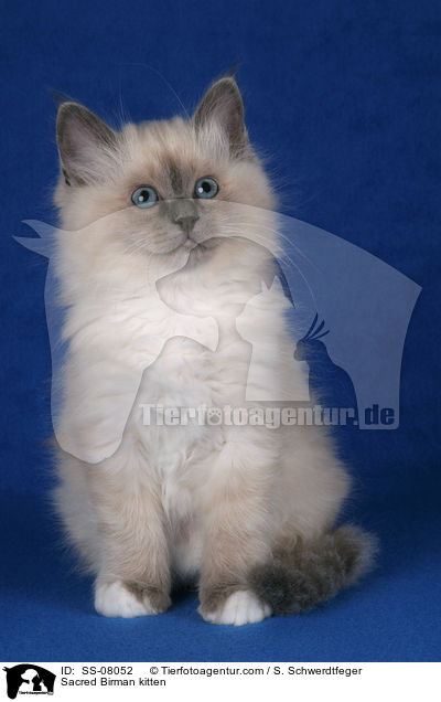 Sacred Birman kitten / SS-08052