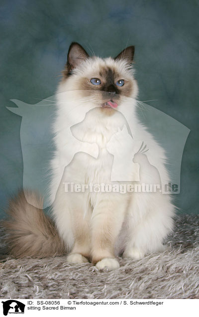sitzende Heilige Birma / sitting Sacred Birman / SS-08056