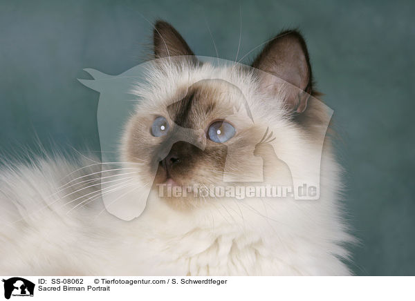 Heilige Birma Portrait / Sacred Birman Portrait / SS-08062