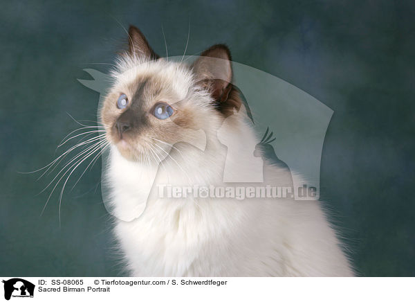 Sacred Birman Portrait / SS-08065