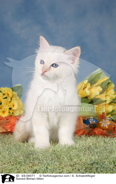 Sacred Birman kitten / SS-08071
