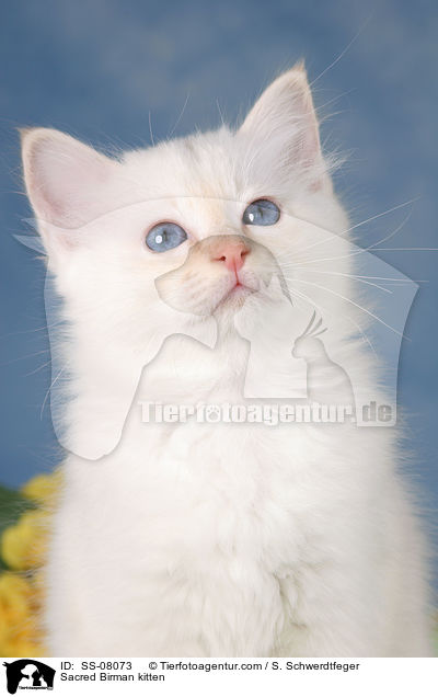 Sacred Birman kitten / SS-08073