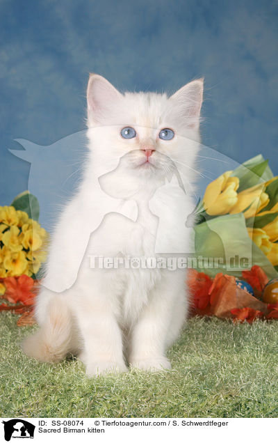 Heilige Birma Ktzchen / Sacred Birman kitten / SS-08074