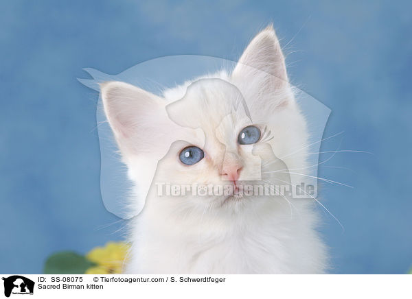 Sacred Birman kitten / SS-08075
