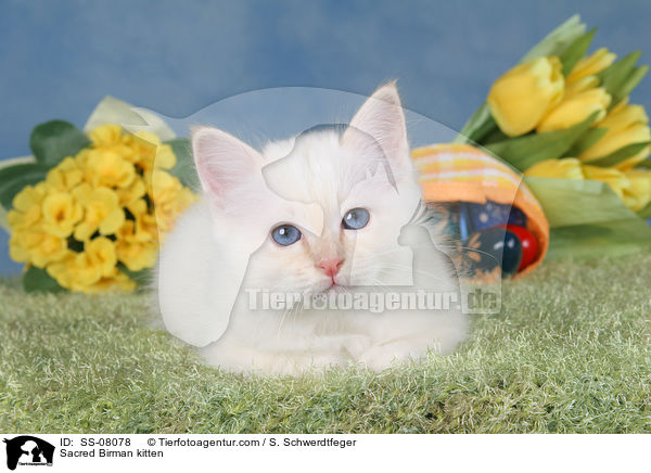 Sacred Birman kitten / SS-08078