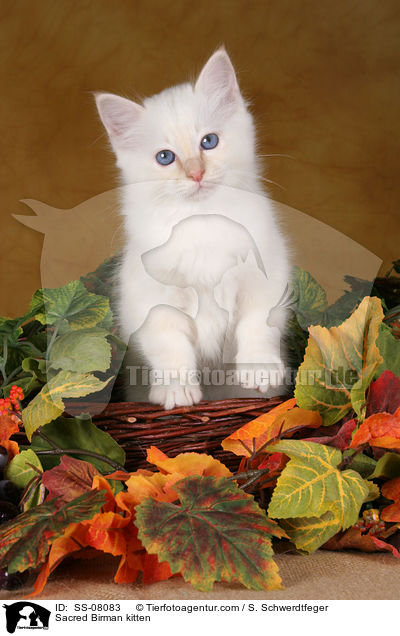 Sacred Birman kitten / SS-08083