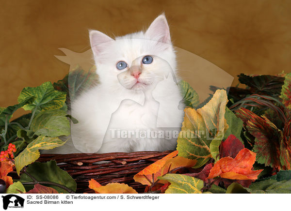 Sacred Birman kitten / SS-08086