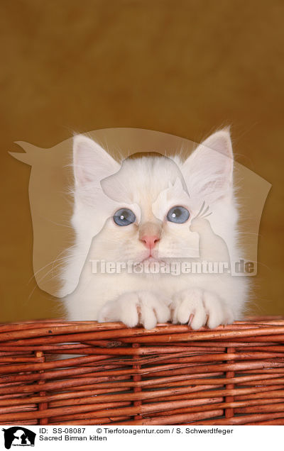 Sacred Birman kitten / SS-08087