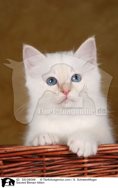 Sacred Birman kitten / SS-08088