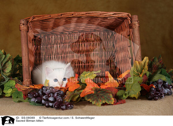 Sacred Birman kitten / SS-08089