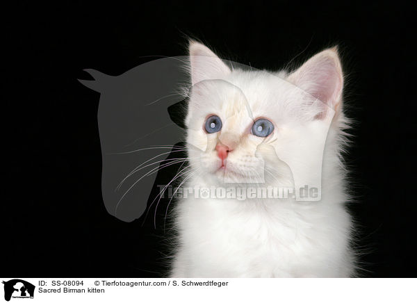 Sacred Birman kitten / SS-08094