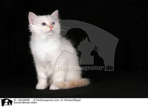 Sacred Birman kitten / SS-08096