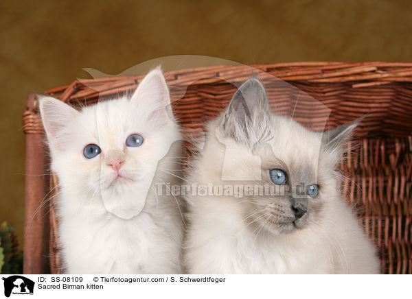 Sacred Birman kitten / SS-08109
