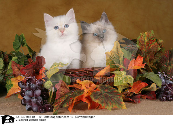 2 Sacred Birman kitten / SS-08110