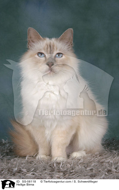 Heilige Birma / Heilige Birma / SS-08118