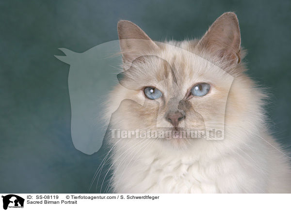 Heilige Birma / Sacred Birman Portrait / SS-08119