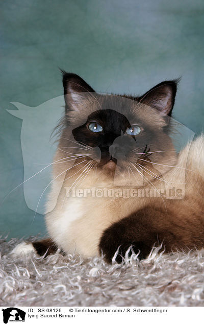 liegende Heilige Birma / lying Sacred Birman / SS-08126