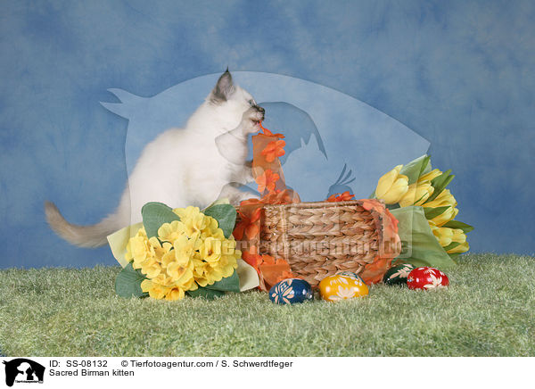 Sacred Birman kitten / SS-08132
