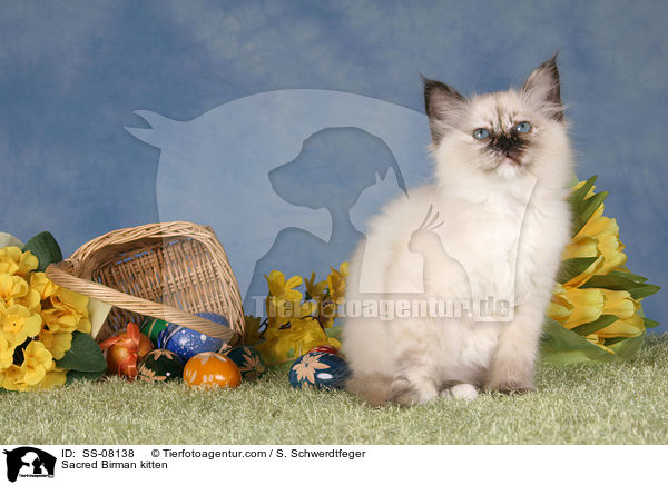 Heilige Birma Ktzchen / Sacred Birman kitten / SS-08138