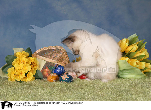 Heilige Birma Ktzchen / Sacred Birman kitten / SS-08139