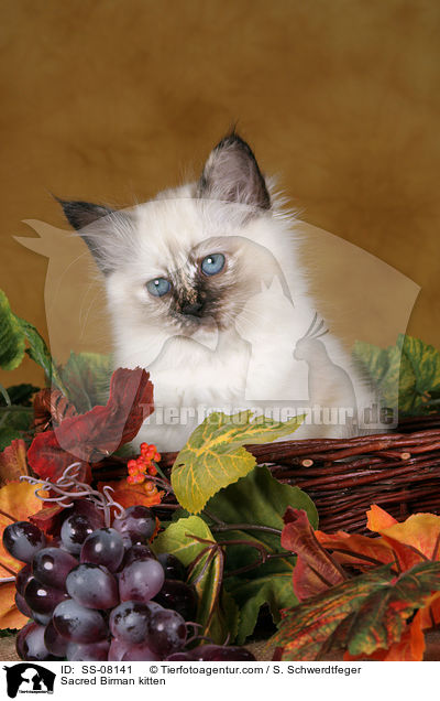 Heilige Birma Ktzchen / Sacred Birman kitten / SS-08141