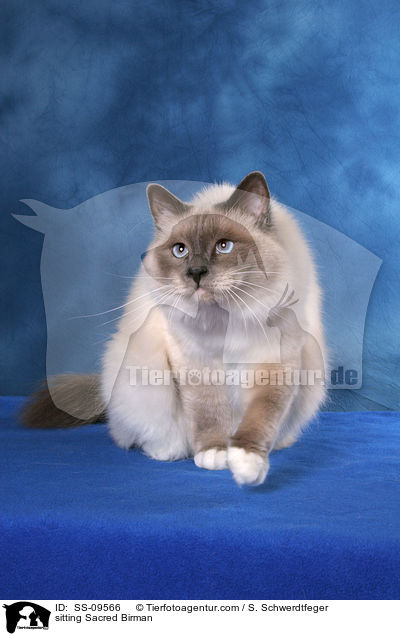 sitting Sacred Birman / SS-09566