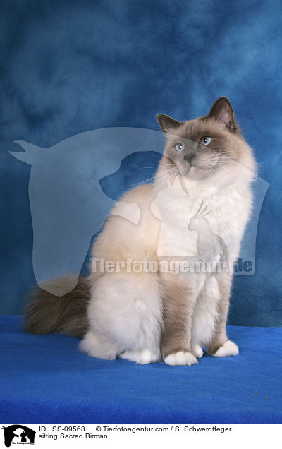 sitting Sacred Birman / SS-09568