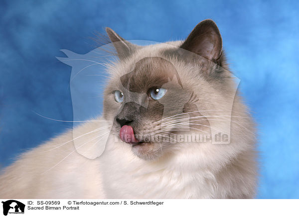 Sacred Birman Portrait / SS-09569