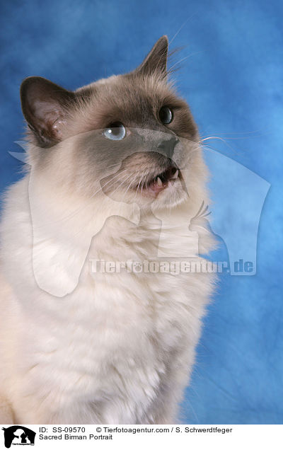 Sacred Birman Portrait / SS-09570