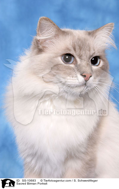 Sacred Birman Portrait / SS-10683