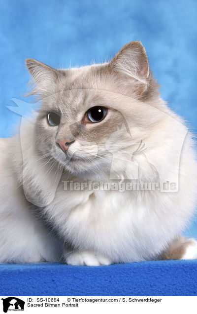 Sacred Birman Portrait / SS-10684