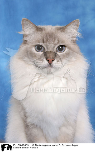 Sacred Birman Portrait / SS-10689