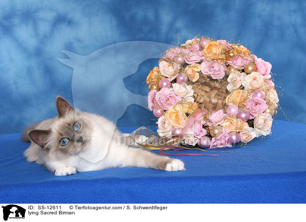 lying Sacred Birman / SS-12611