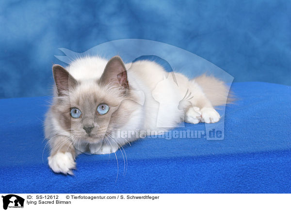 lying Sacred Birman / SS-12612
