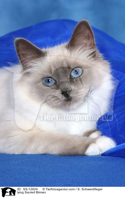 lying Sacred Birman / SS-12624