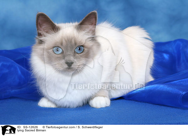 lying Sacred Birman / SS-12626