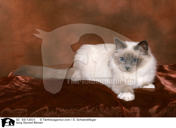 lying Sacred Birman / SS-12631