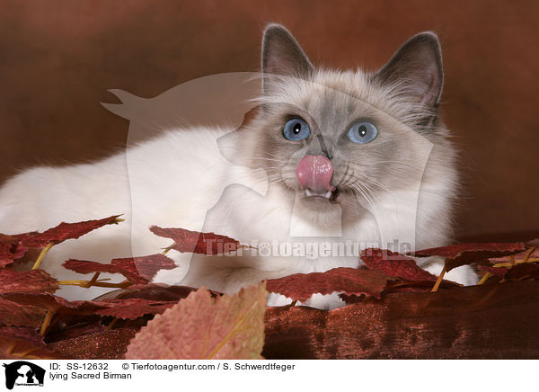 lying Sacred Birman / SS-12632