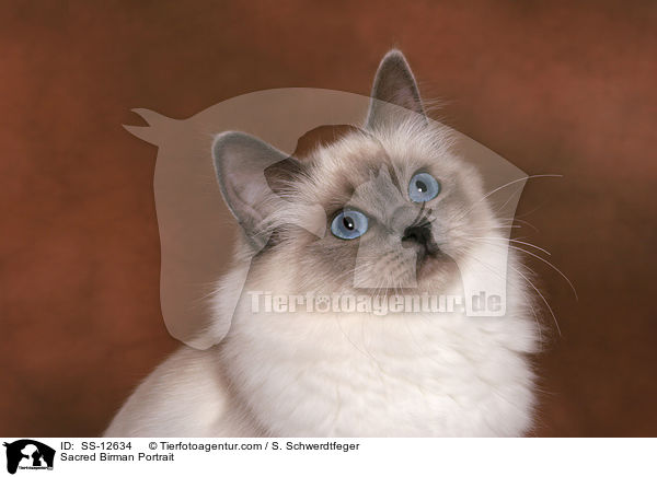 Sacred Birman Portrait / SS-12634