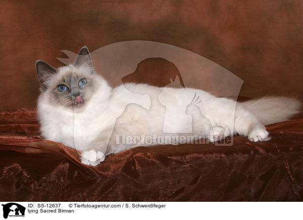liegende Heilige Birma / lying Sacred Birman / SS-12637