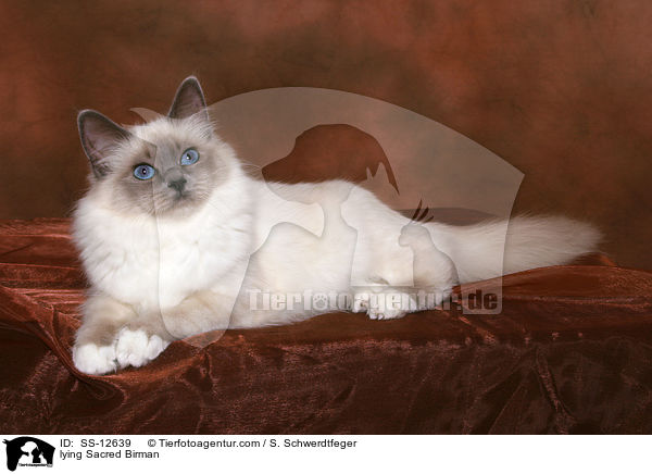 lying Sacred Birman / SS-12639