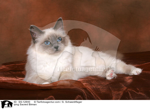 lying Sacred Birman / SS-12640