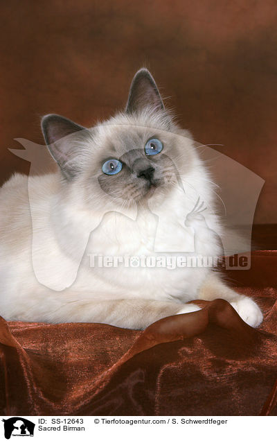Heilige Birma / Sacred Birman / SS-12643