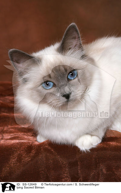 lying Sacred Birman / SS-12649